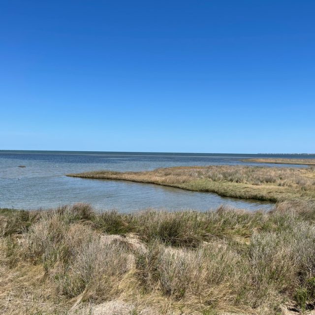 Coastal wetland with tall grasses along the shoreline under a clear blue sky and calm water.