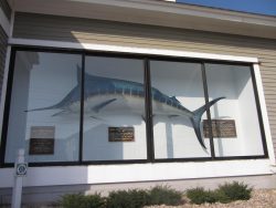 A large marlin mount is displayed behind glass with informational plaques on the wall below.