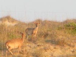 Two deer stand on sandy, grassy terrain with dry vegetation and a faint wire fence in the background.