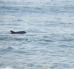 A dolphin swims near the surface of the ocean, with gentle waves visible all around.