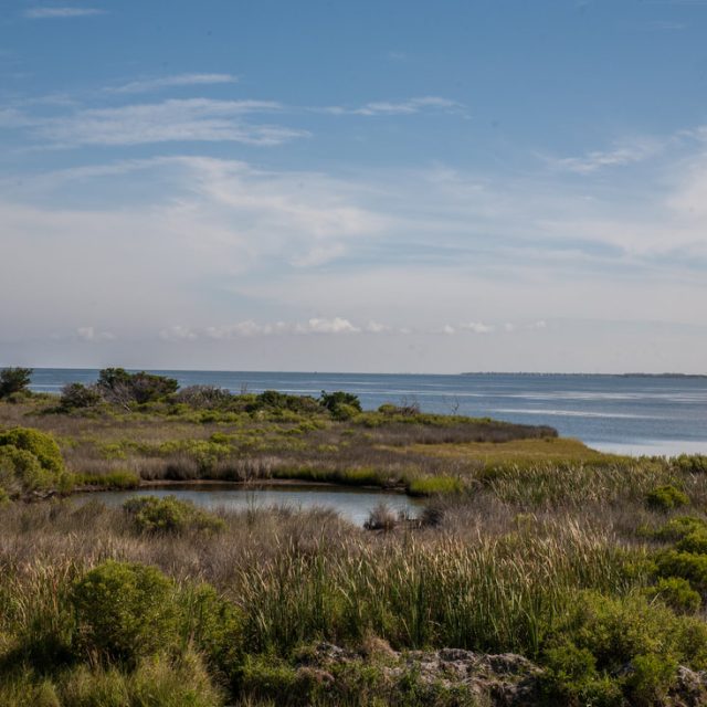 View of a coastal wetland with tall grasses, small pond, and calm water under a blue sky with light clouds.