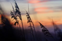 Tall grass silhouettes against a soft, colorful sunset sky with orange, pink, and purple hues in the background.